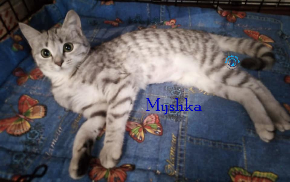 Nadezhda/Katzen/Myshka/Myshka34mN.jpg