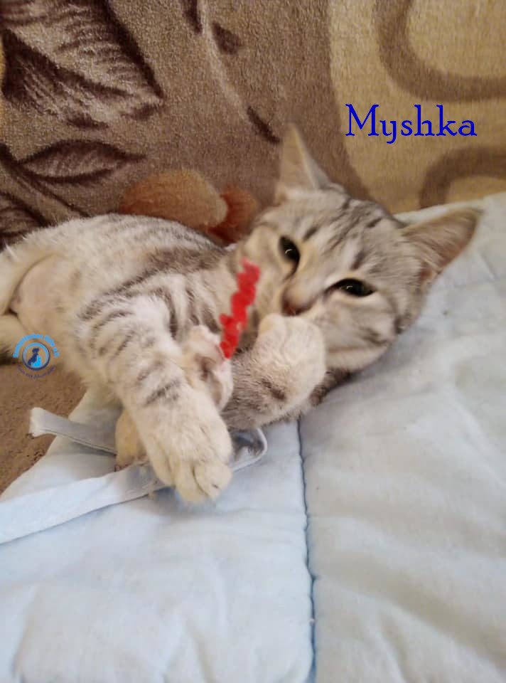 Nadezhda/Katzen/Myshka/Myshka36mN.jpg