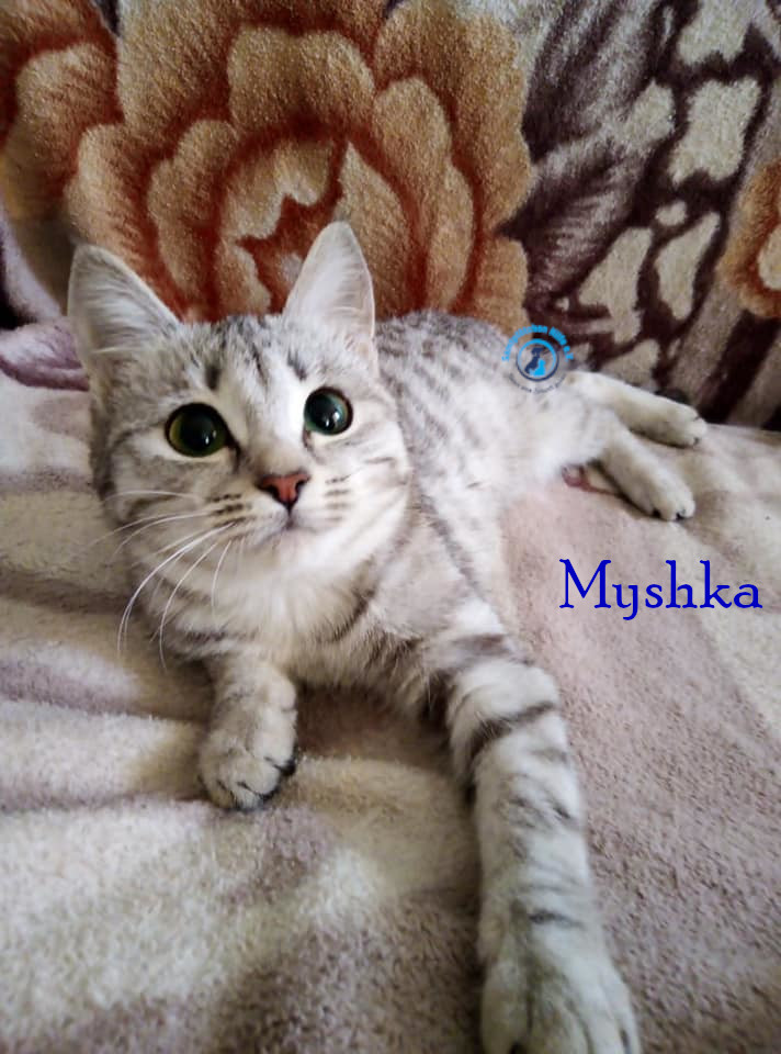 Nadezhda/Katzen/Myshka/Myshka38mN.jpg