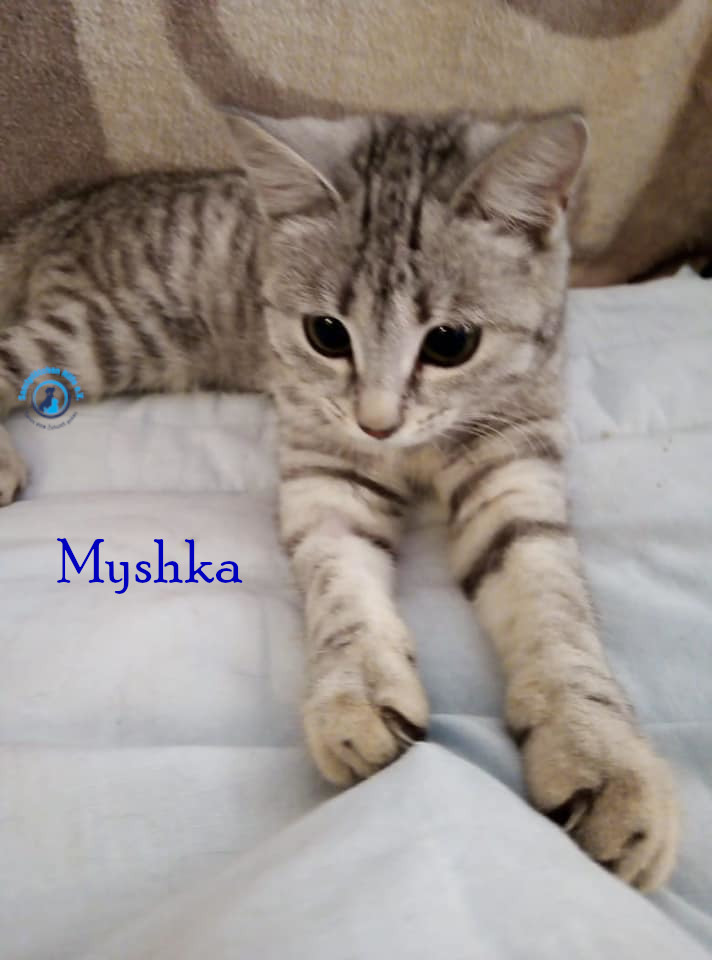 Nadezhda/Katzen/Myshka/Myshka40mN.jpg