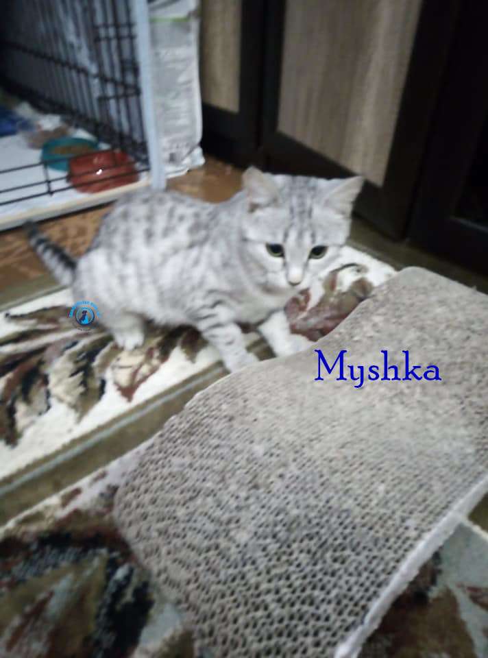 Nadezhda/Katzen/Myshka/Myshka43mN.jpg