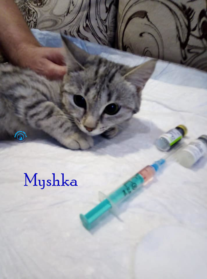 Nadezhda/Katzen/Myshka/Myshka45mN.jpg