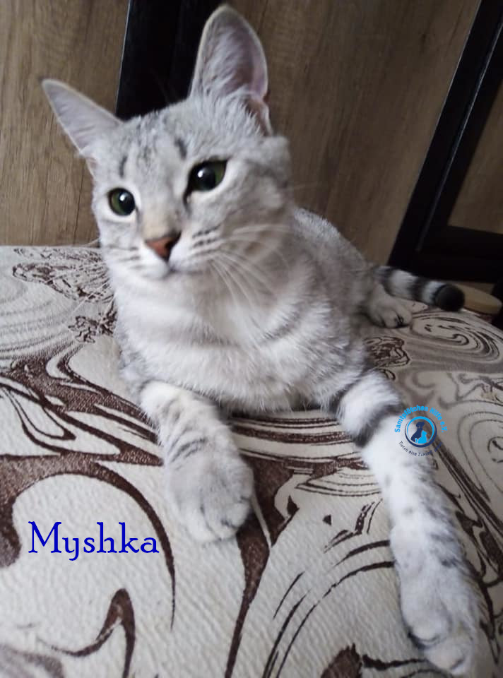 Nadezhda/Katzen/Myshka/Myshka57mN.jpg