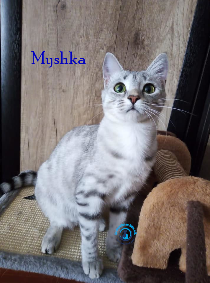 Nadezhda/Katzen/Myshka/Myshka58mN.jpg