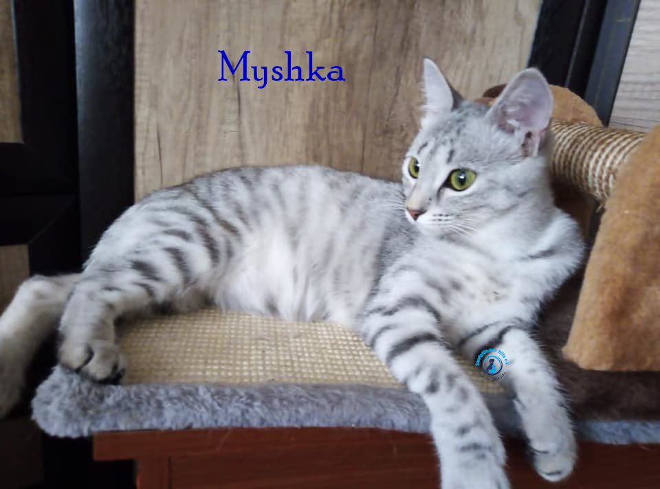 Myshka