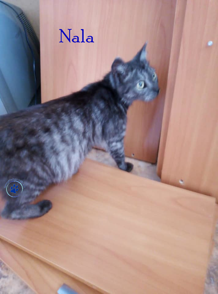 Nadezhda/Katzen/Nala_II/Nala_II05mN.jpg