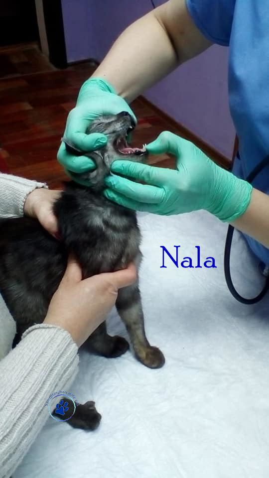 Nadezhda/Katzen/Nala_II/Nala_II15mN.jpg