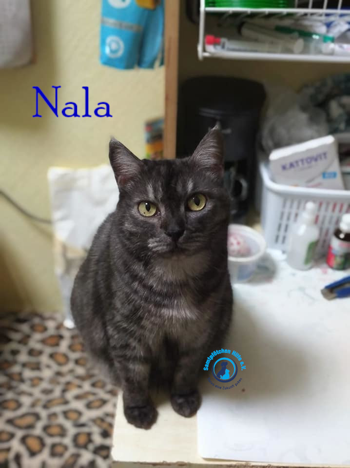 Nadezhda/Katzen/Nala_II/Nala_II36mN.jpg