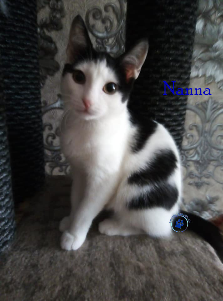 Nadezhda/Katzen/Nanna/Nanna22mN.jpg