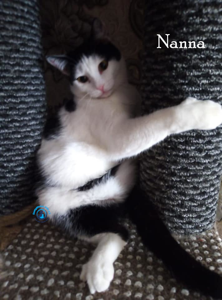 Nadezhda/Katzen/Nanna/Nanna46mN.jpg