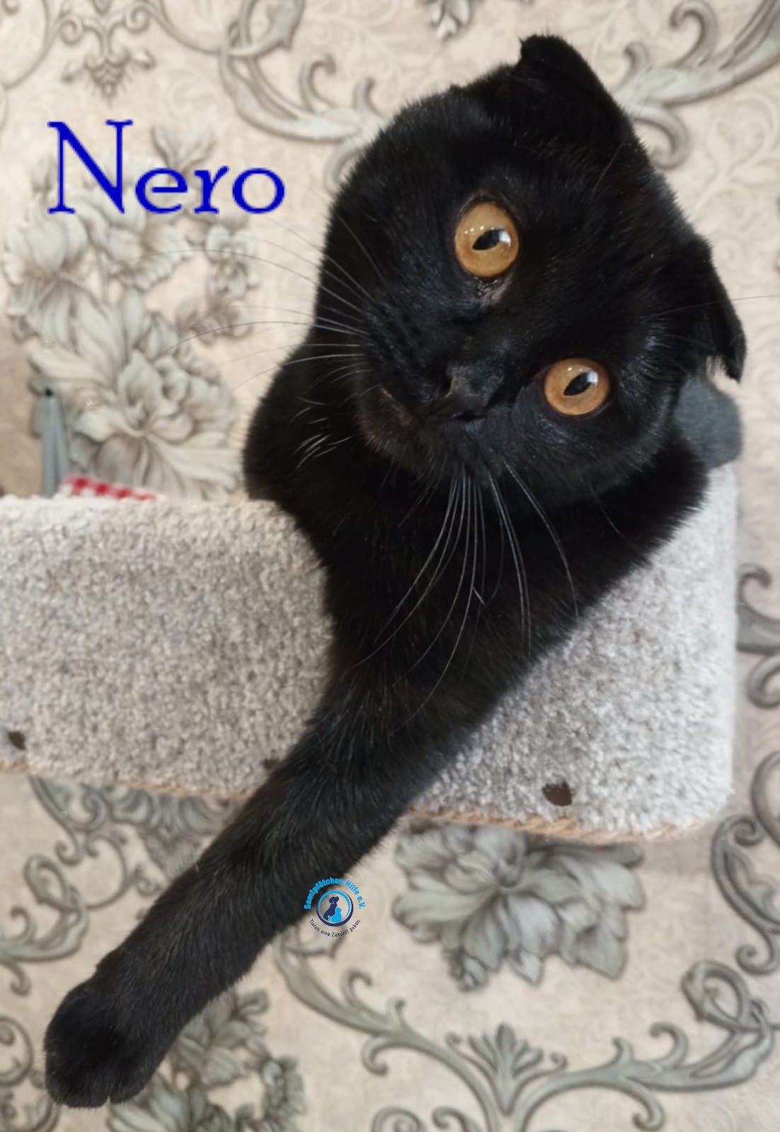 Nadezhda/Katzen/Nero_II/Nero_II44mN.jpg