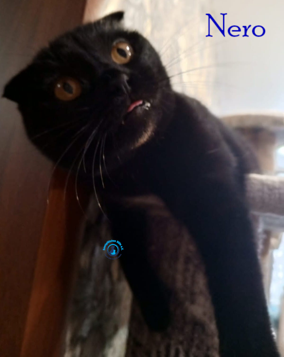 Nadezhda/Katzen/Nero_II/Nero_II45mN.jpg
