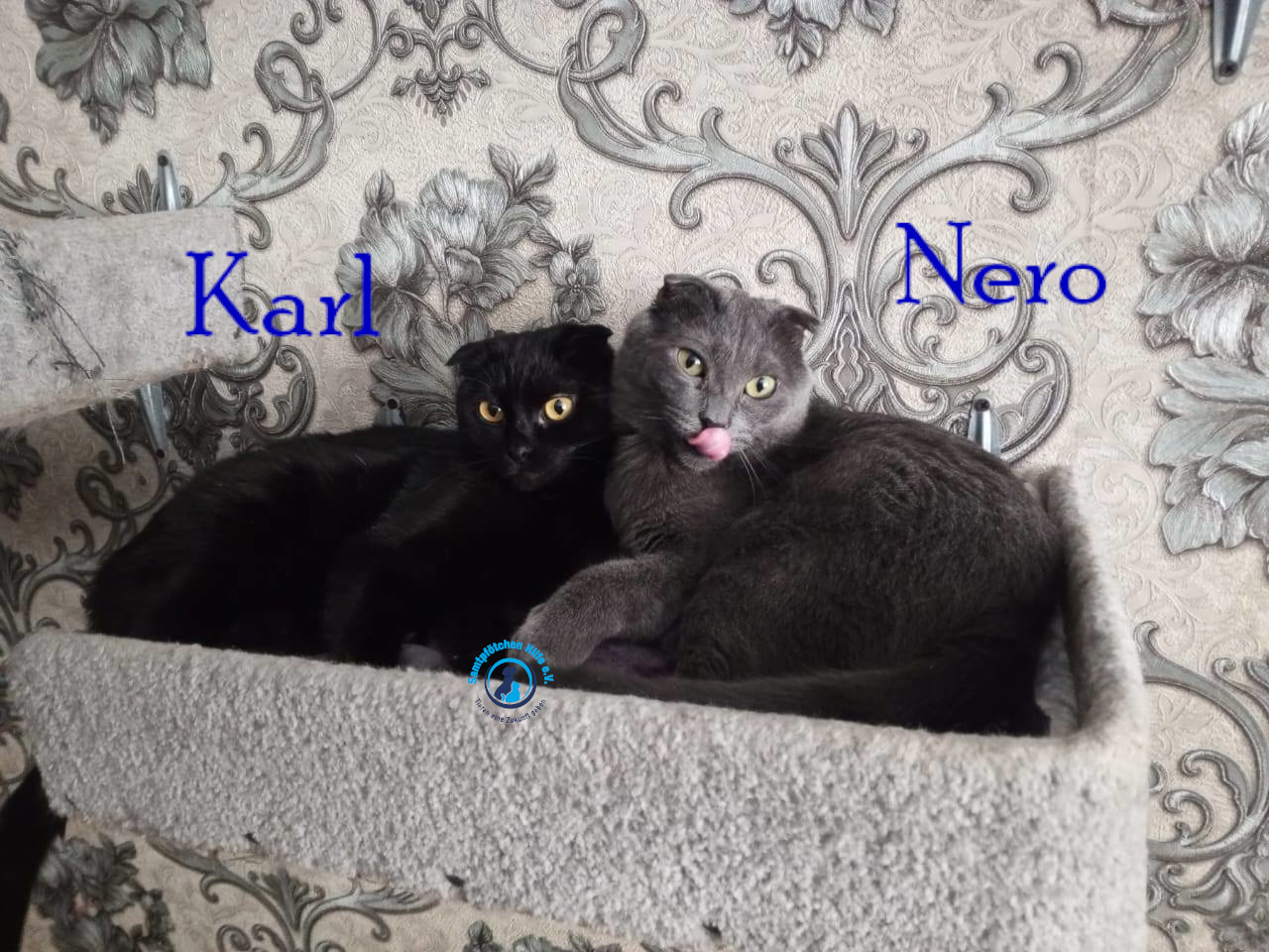 Nadezhda/Katzen/Nero_II/Nero_II_Karl01mN.jpg