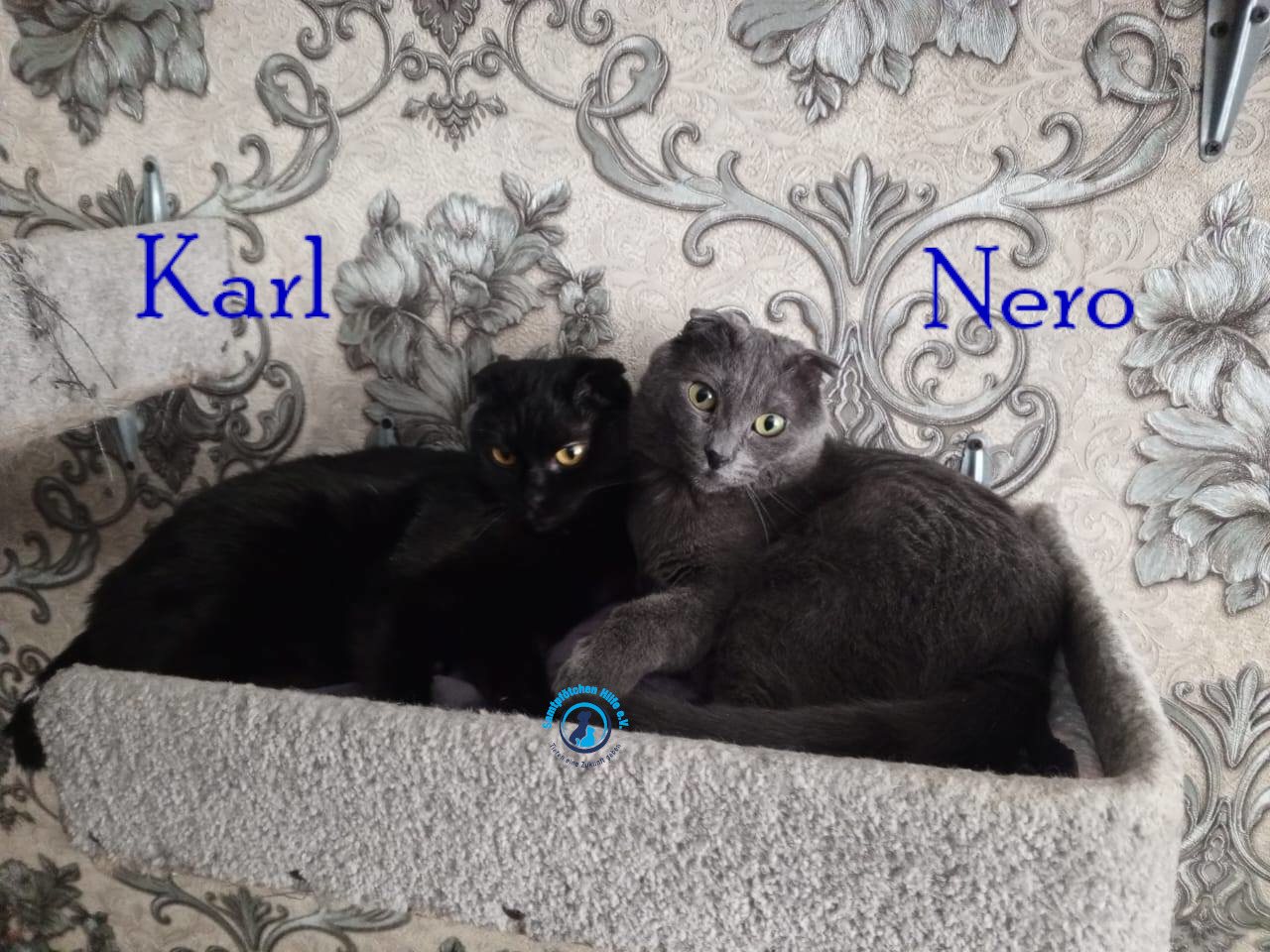 Nadezhda/Katzen/Nero_II/Nero_II_Karl02mN.jpg