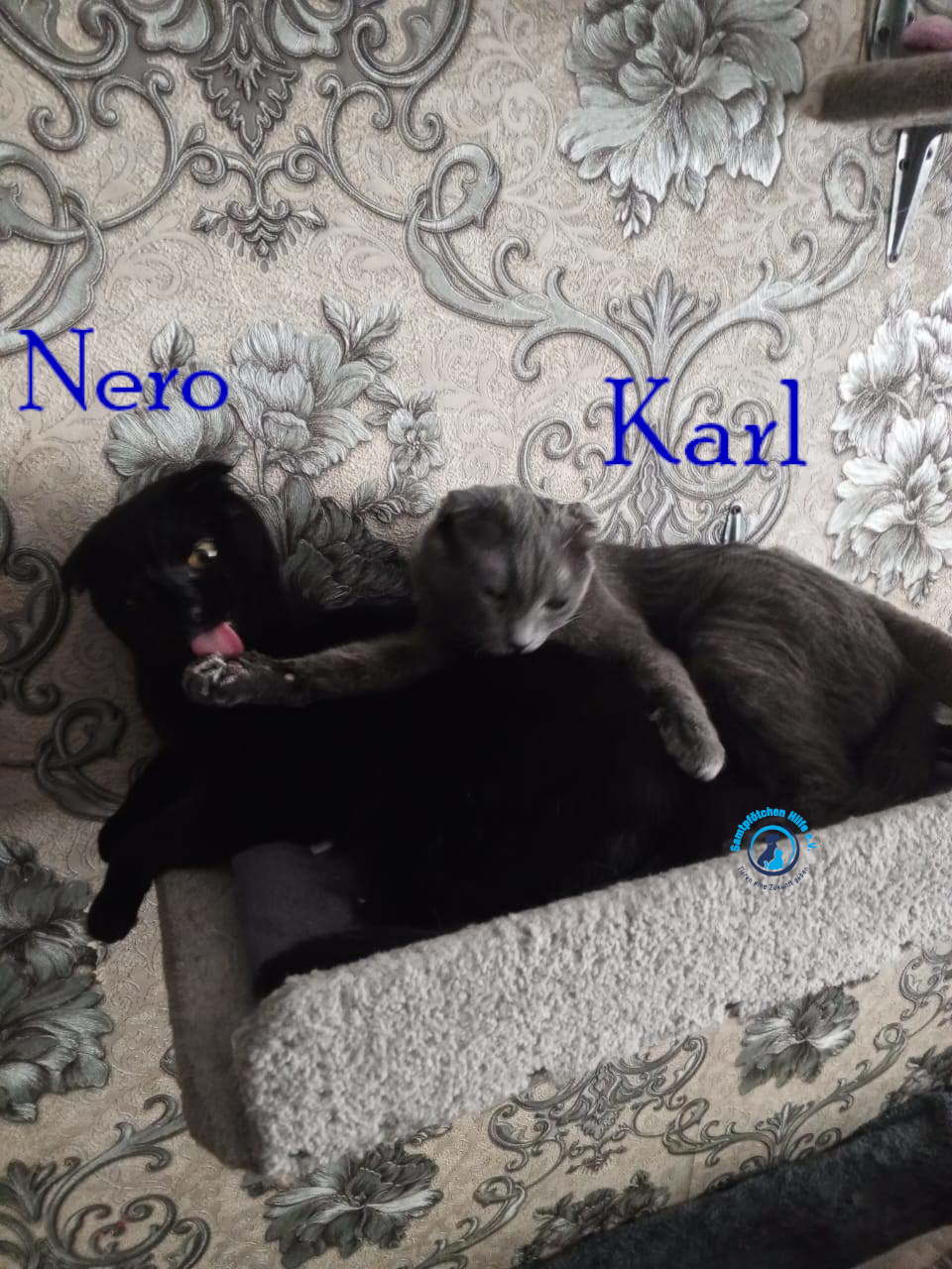 Nadezhda/Katzen/Nero_II/Nero_II_Karl03mN.jpg