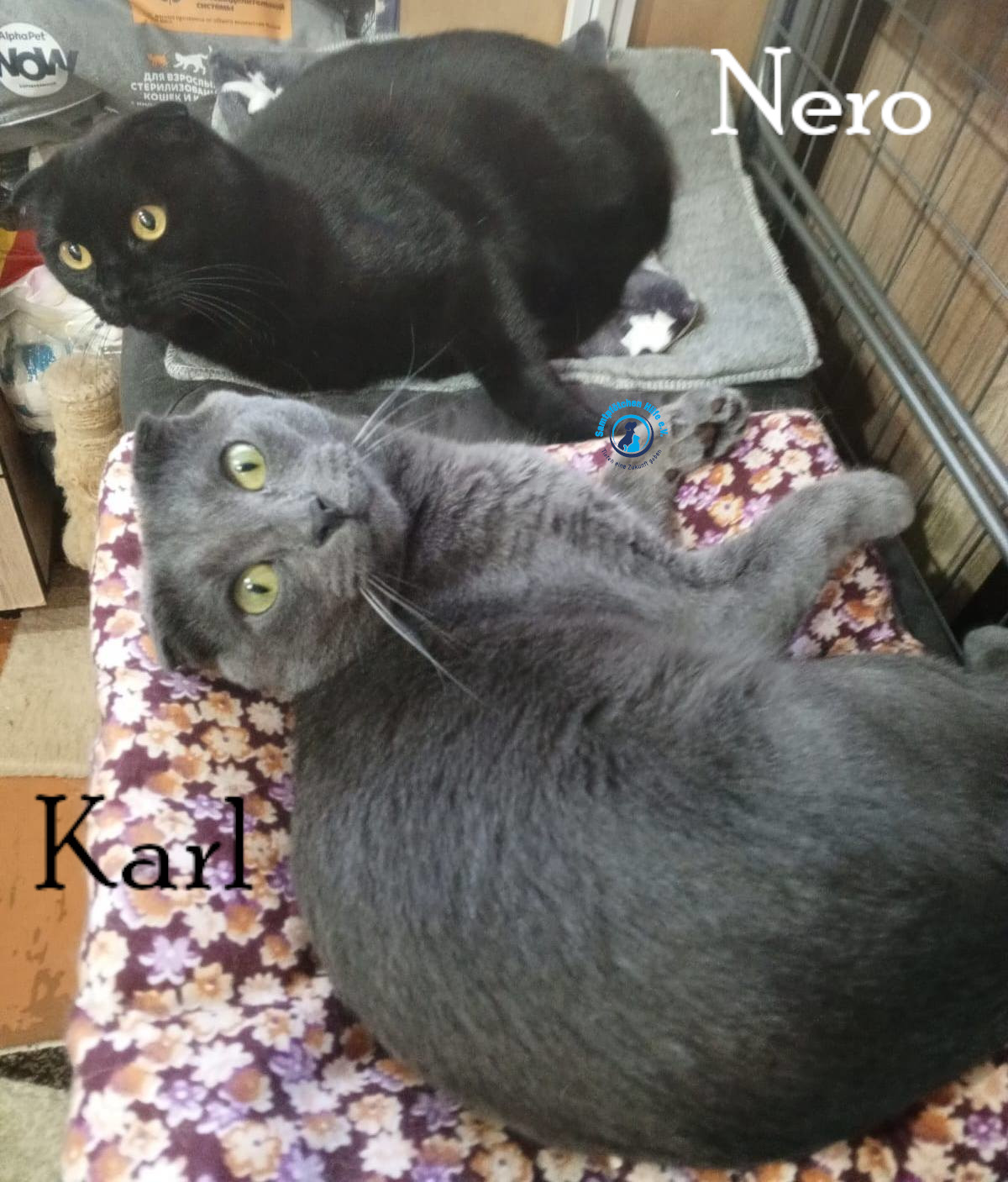 Nadezhda/Katzen/Nero_II/Nero_II_Karl05mN.jpg
