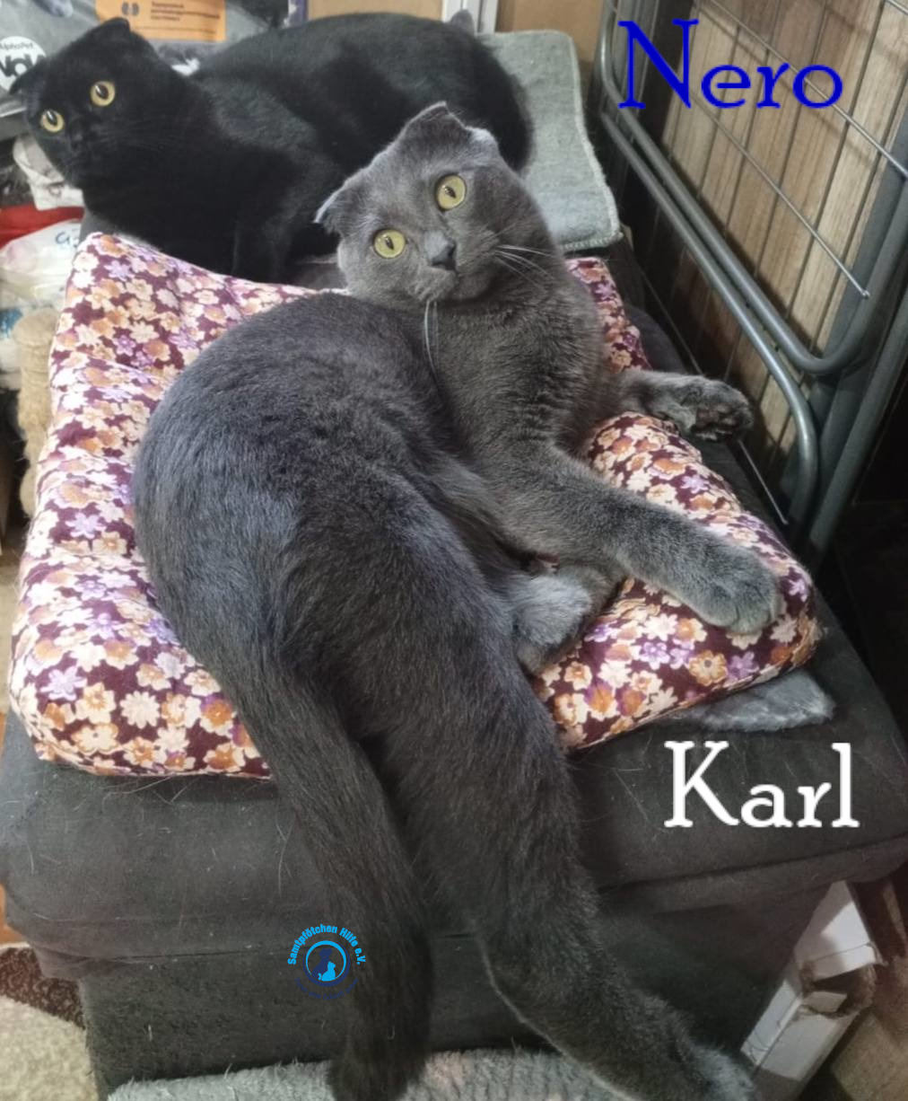 Nadezhda/Katzen/Nero_II/Nero_II_Karl06mN.jpg