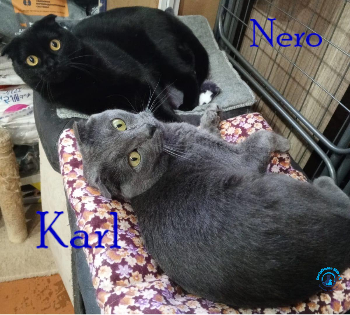 Nadezhda/Katzen/Nero_II/Nero_II_Karl07mN.jpg