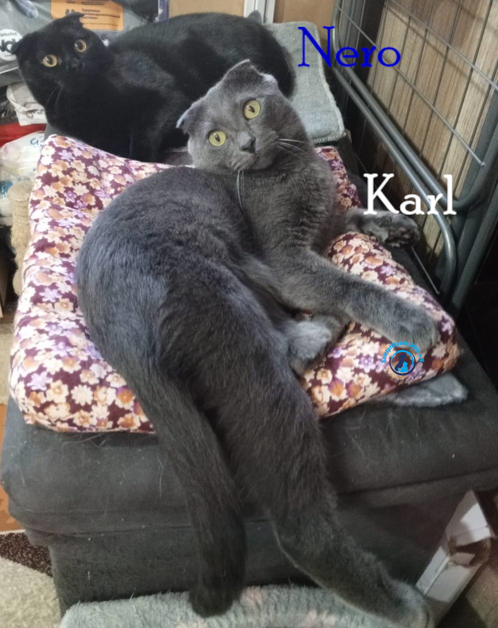 Nadezhda/Katzen/Nero_II/Nero_II_Karl08mN.jpg