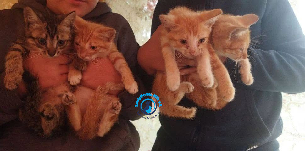 Nadezhda/Katzen/Nika_III/Nika_III04mN.jpg