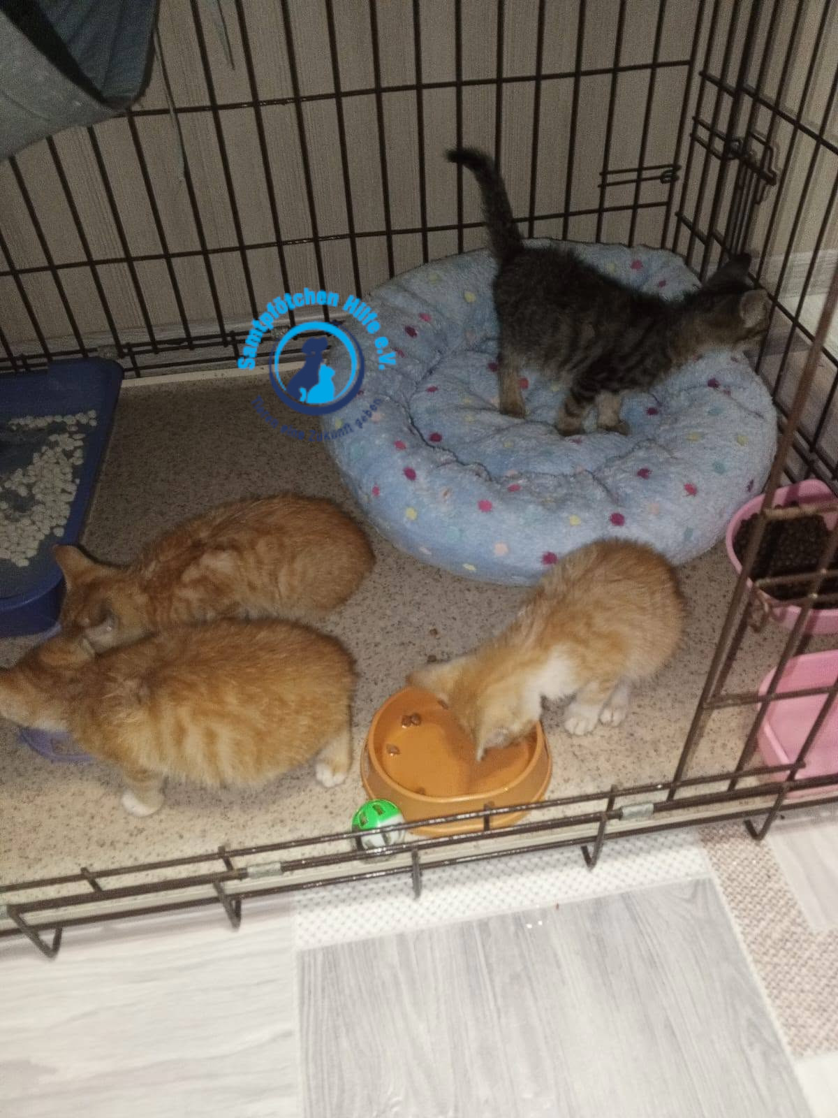 Nadezhda/Katzen/Nika_III/Nika_III05mN.jpg