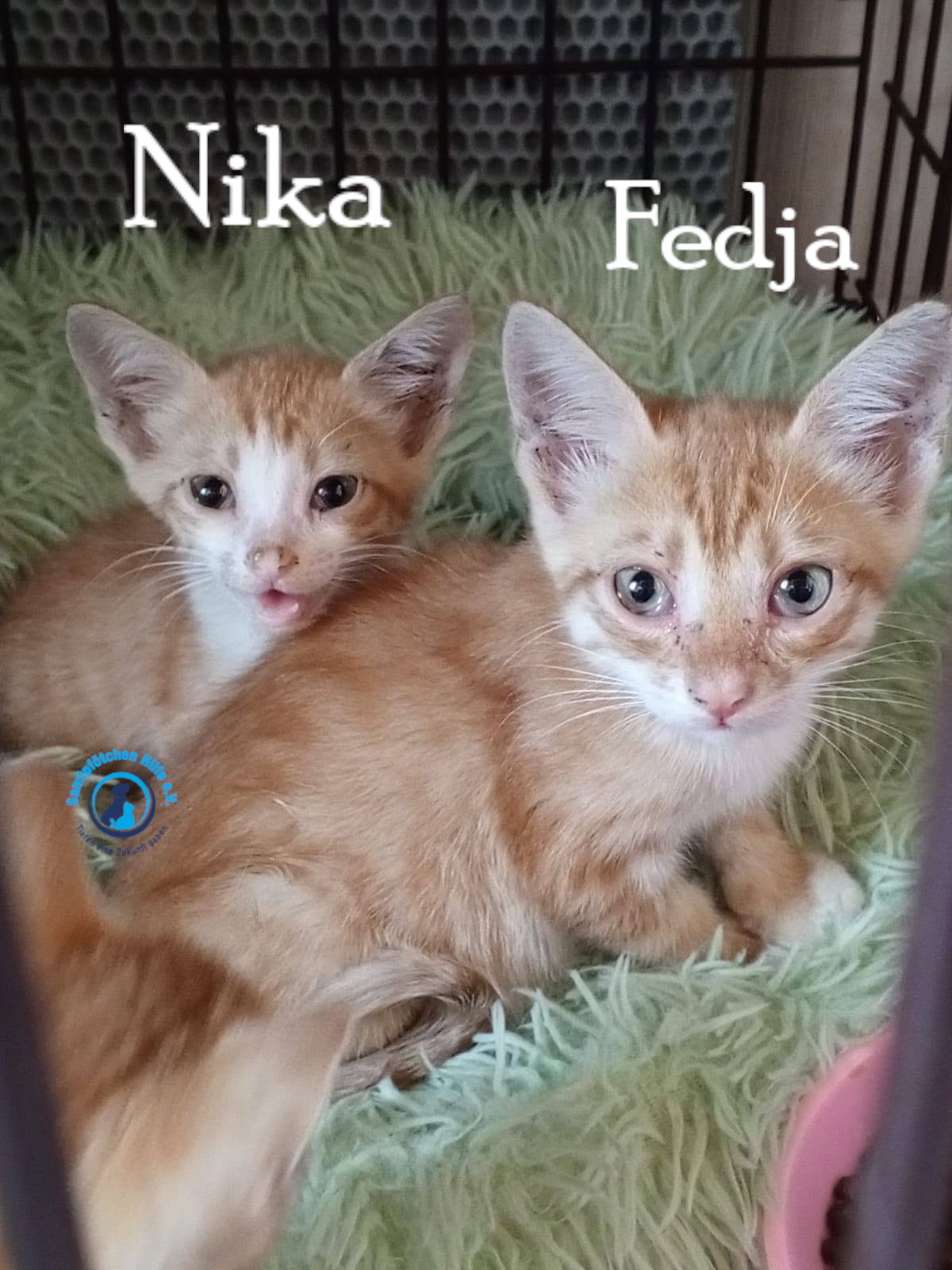Nadezhda/Katzen/Nika_III/Nika_III06mN.jpg