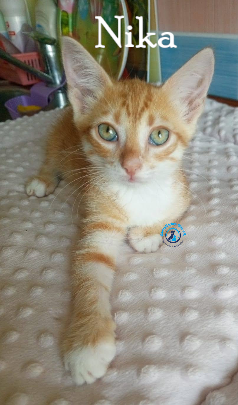 Nadezhda/Katzen/Nika_III/Nika_III08mN.jpg