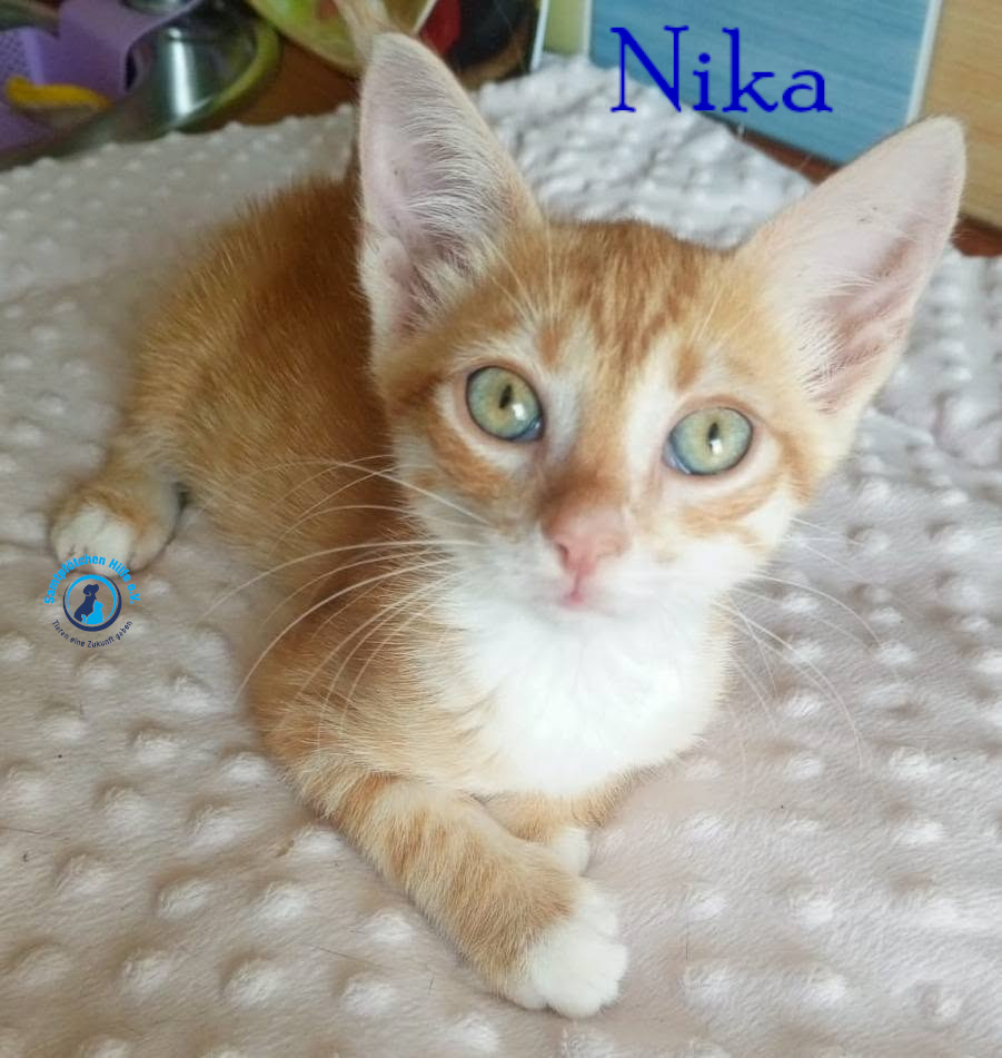 Nadezhda/Katzen/Nika_III/Nika_III09mN.jpg