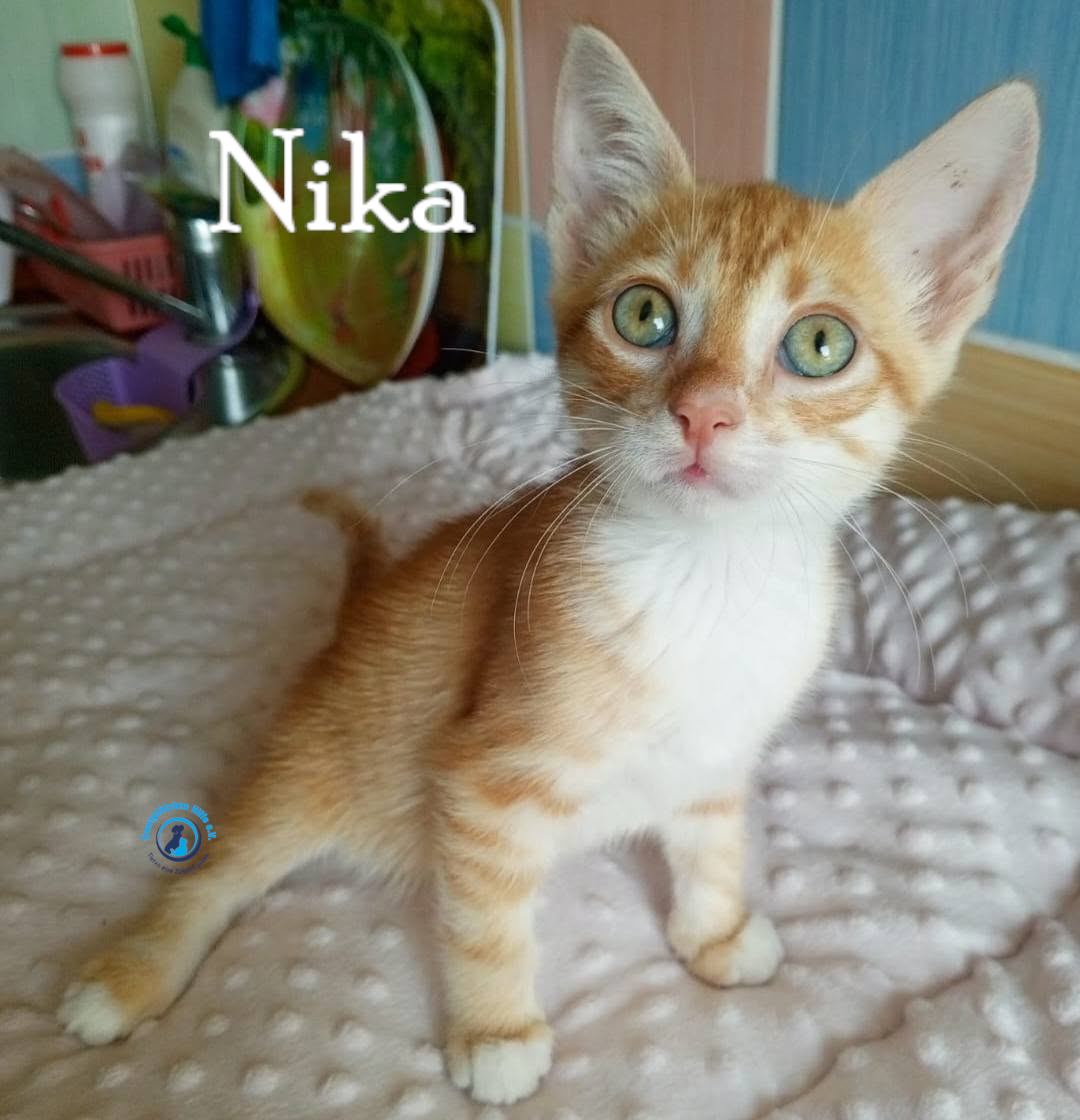 Nadezhda/Katzen/Nika_III/Nika_III10mN.jpg