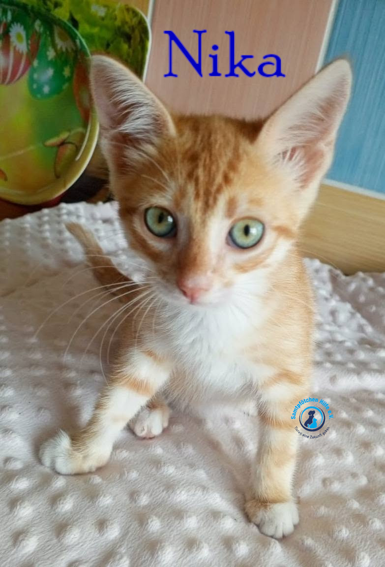 Nadezhda/Katzen/Nika_III/Nika_III11mN.jpg