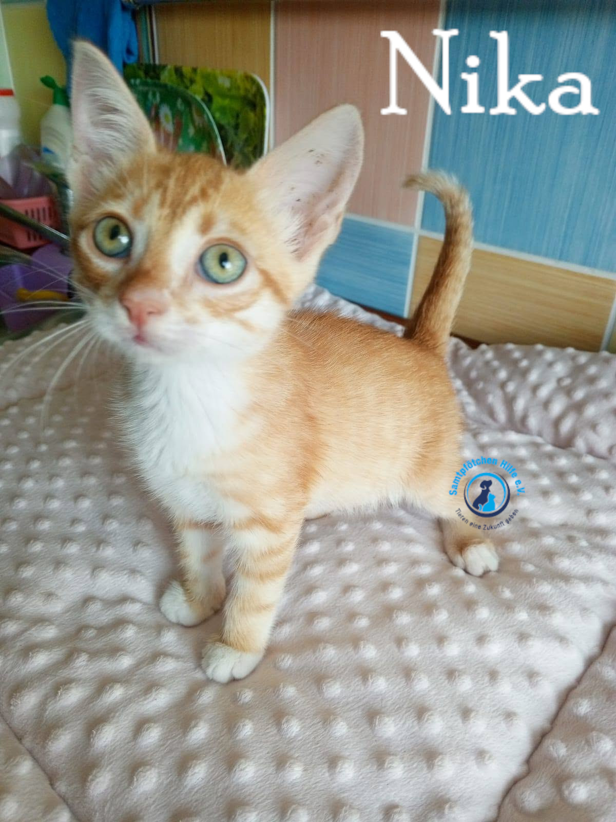 Nadezhda/Katzen/Nika_III/Nika_III14mN.jpg