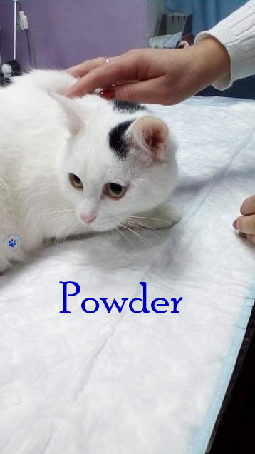 Nadezhda/Katzen/Powder/Powder_109mN.jpg