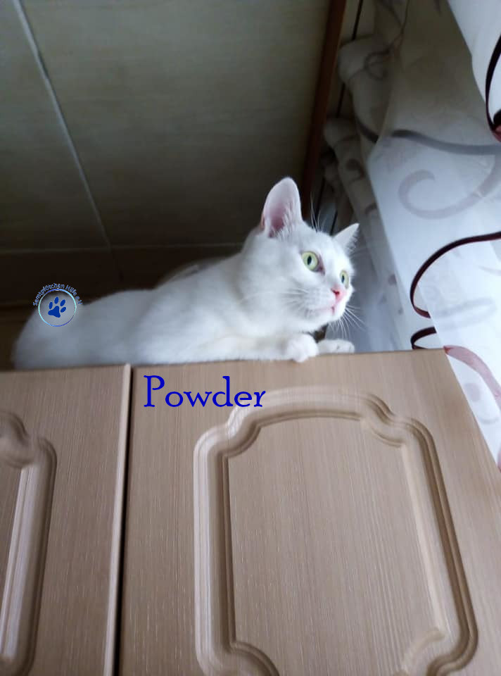 Nadezhda/Katzen/Powder/Powder_135mN.jpg