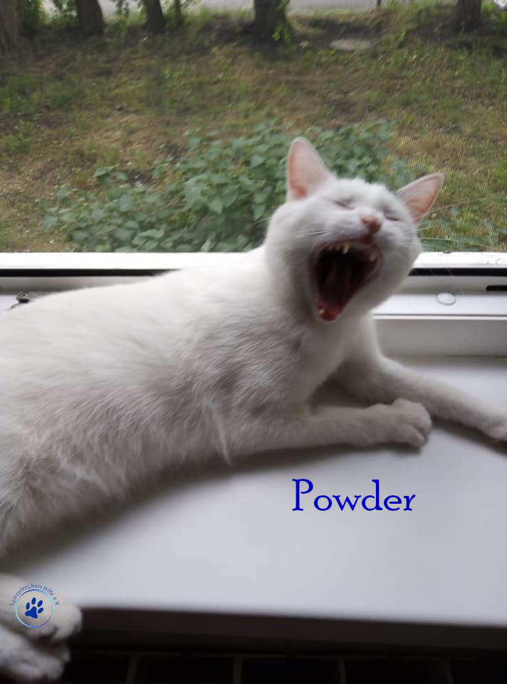 Nadezhda/Katzen/Powder/Powder_89mN.jpg
