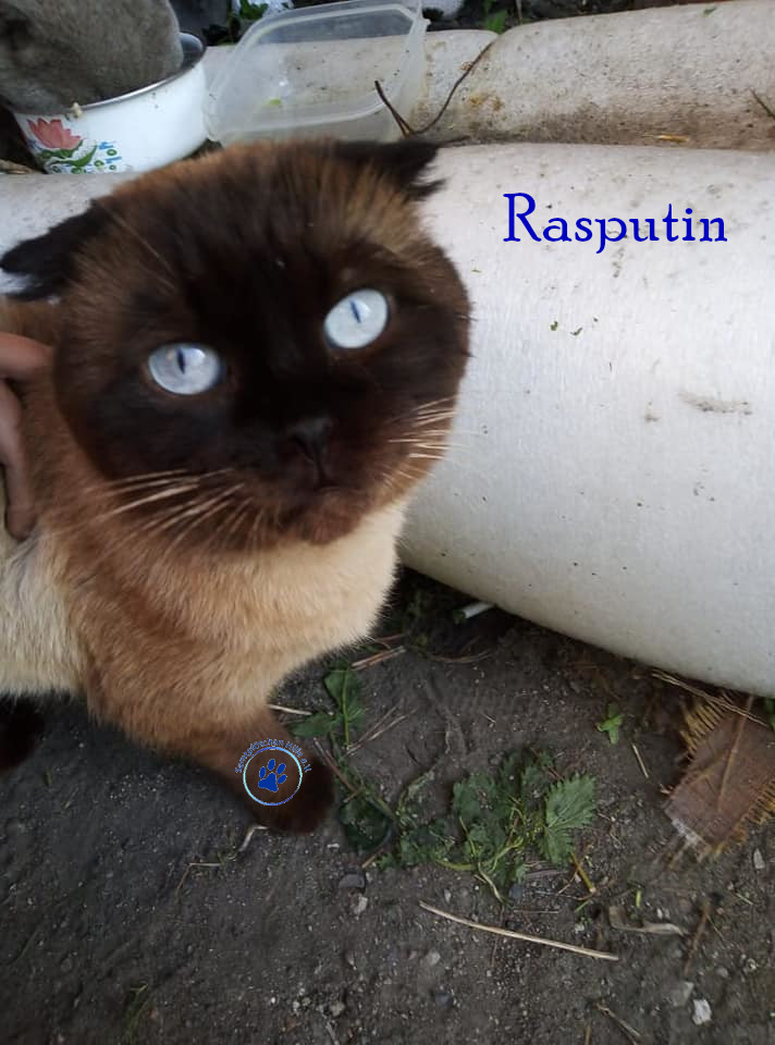 Nadezhda/Katzen/Rasputin/Rasputin03mN.jpg