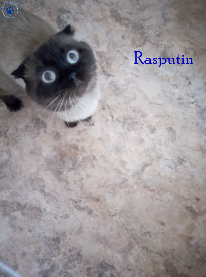 Nadezhda/Katzen/Rasputin/Rasputin04mN.jpg