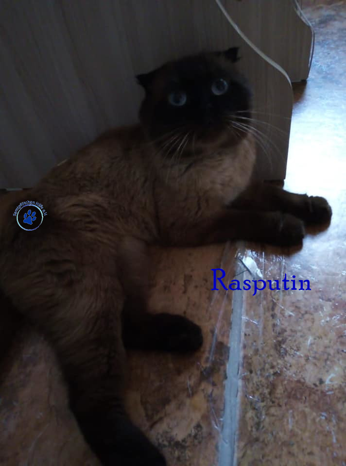 Nadezhda/Katzen/Rasputin/Rasputin08mN.jpg