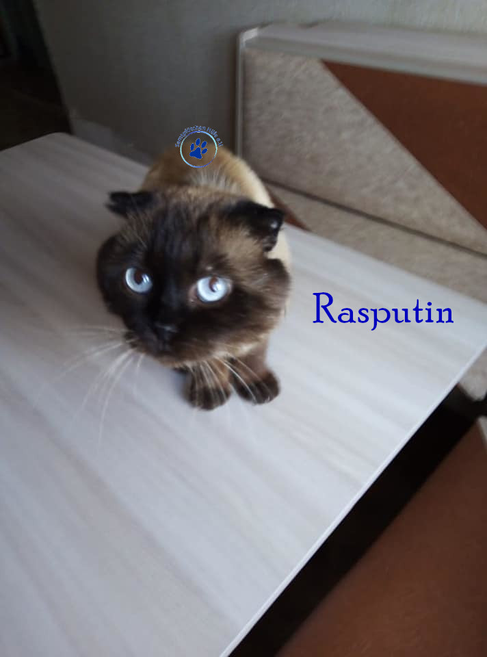Nadezhda/Katzen/Rasputin/Rasputin12mN.jpg