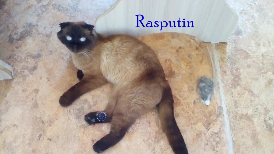 Nadezhda/Katzen/Rasputin/Rasputin17mN.jpg