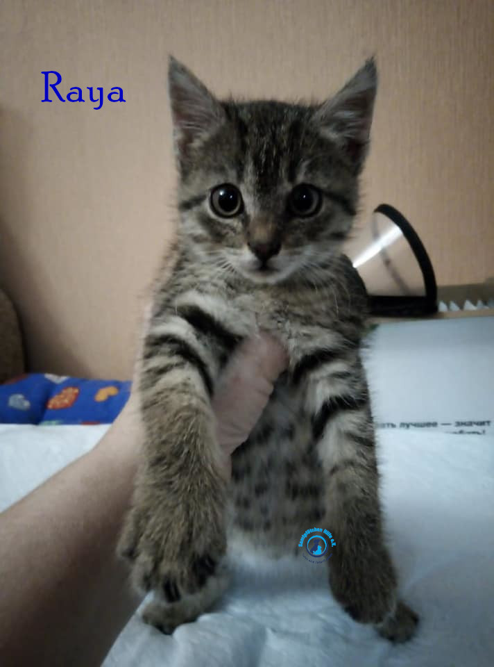 Nadezhda/Katzen/Raya/Raya14mN.jpg