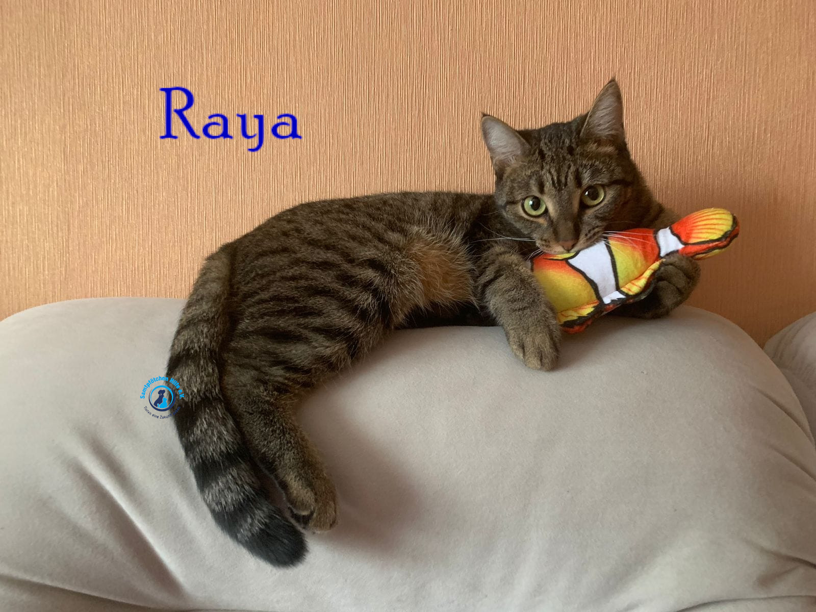 Nadezhda/Katzen/Raya/Raya69mN.jpg