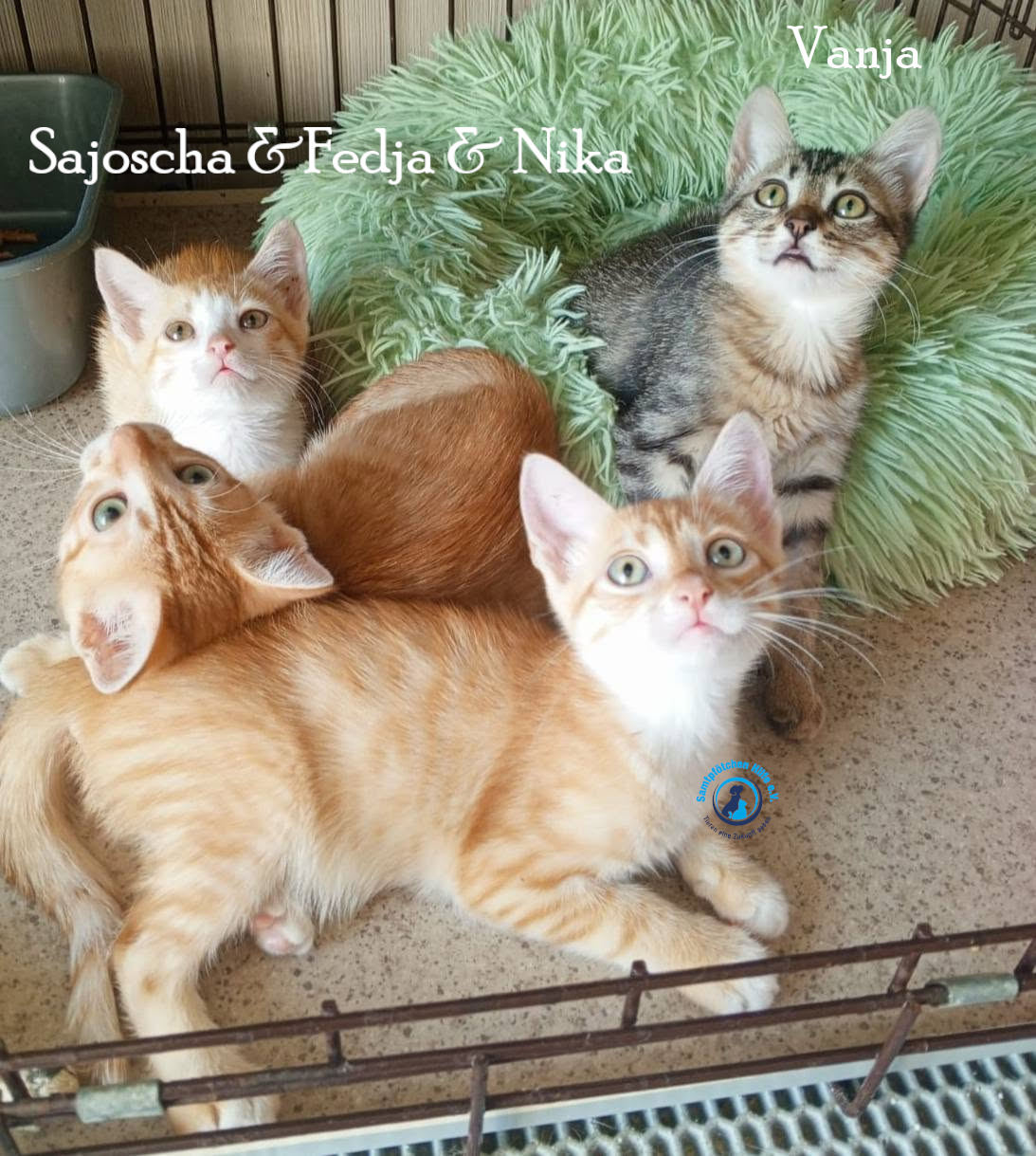 Nadezhda/Katzen/Sajoscha/Sajoscha04mN.jpg