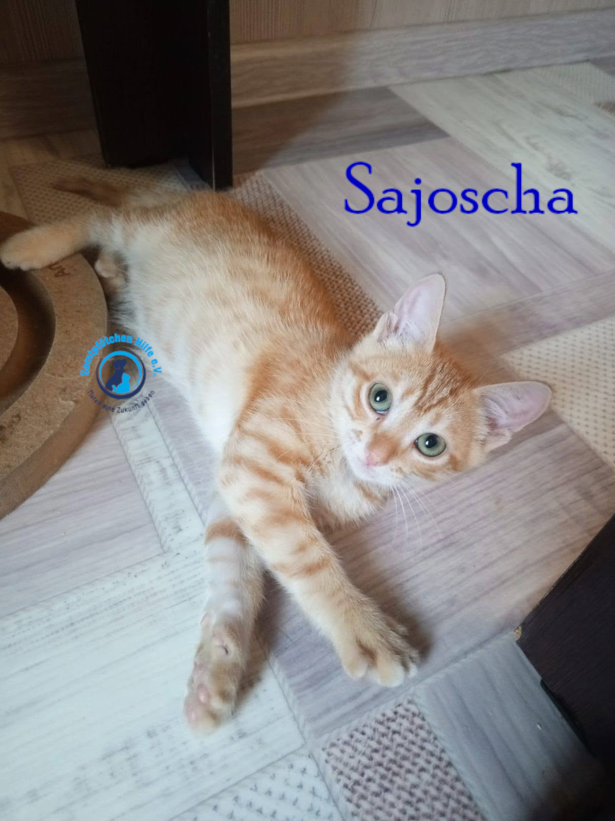 Nadezhda/Katzen/Sajoscha/Sajoscha08mN.jpg