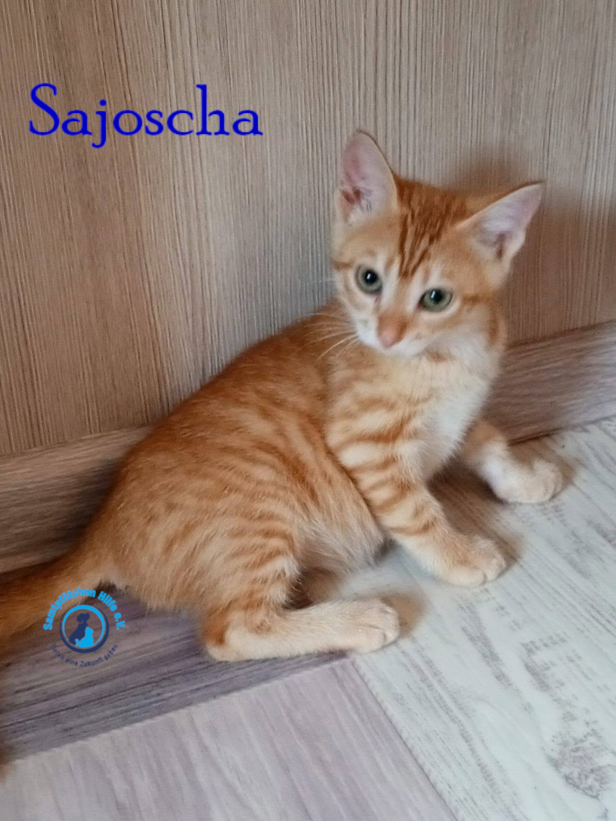 Nadezhda/Katzen/Sajoscha/Sajoscha09mN.jpg