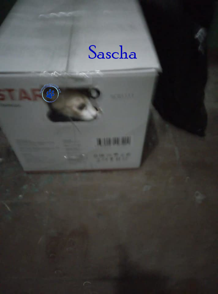 Nadezhda/Katzen/Sascha_II/Sascha_II01mN.jpg