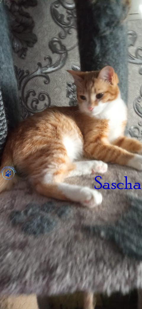 Nadezhda/Katzen/Sascha_II/Sascha_II25mN.jpg