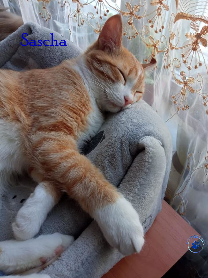 Nadezhda/Katzen/Sascha_II/Sascha_II30mN.jpg