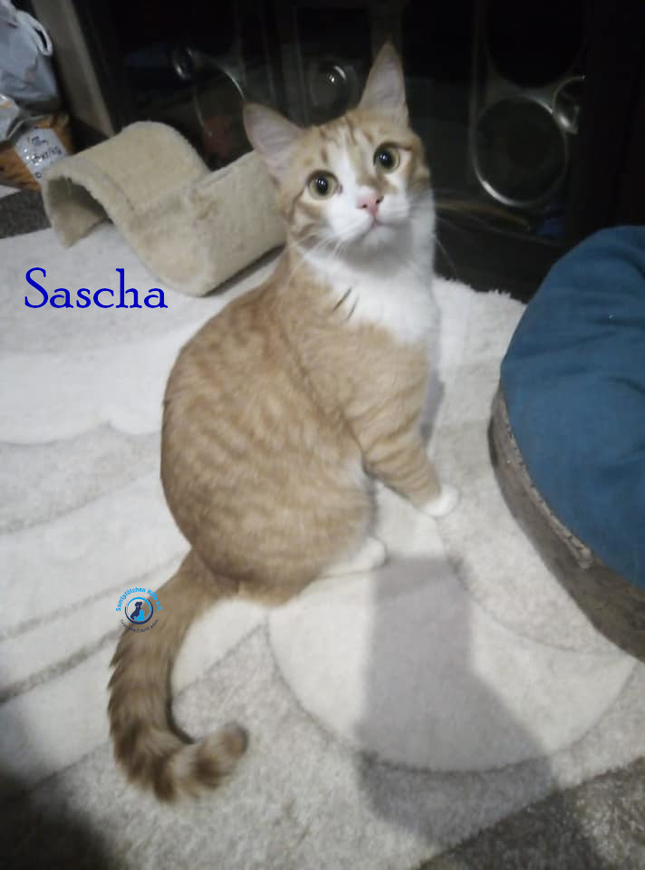 Nadezhda/Katzen/Sascha_II/Sascha_II65mN.jpg
