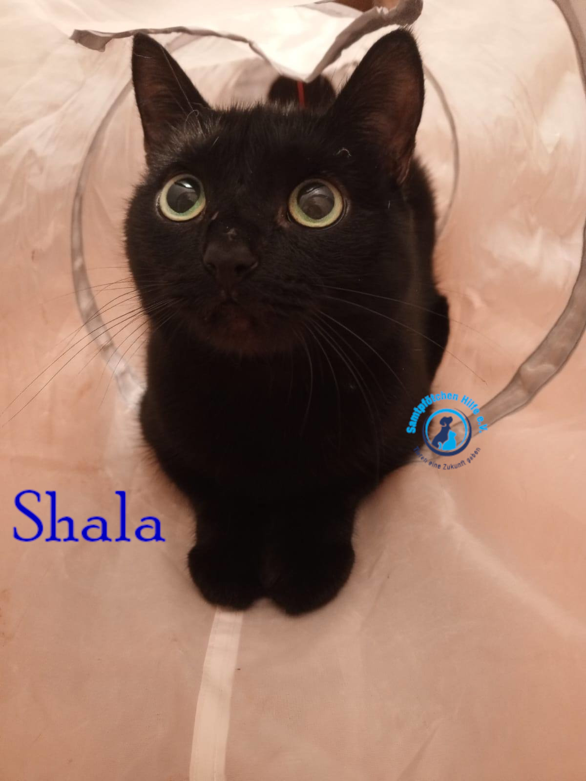 Nadezhda/Katzen/Shala/Shala101mN.jpg
