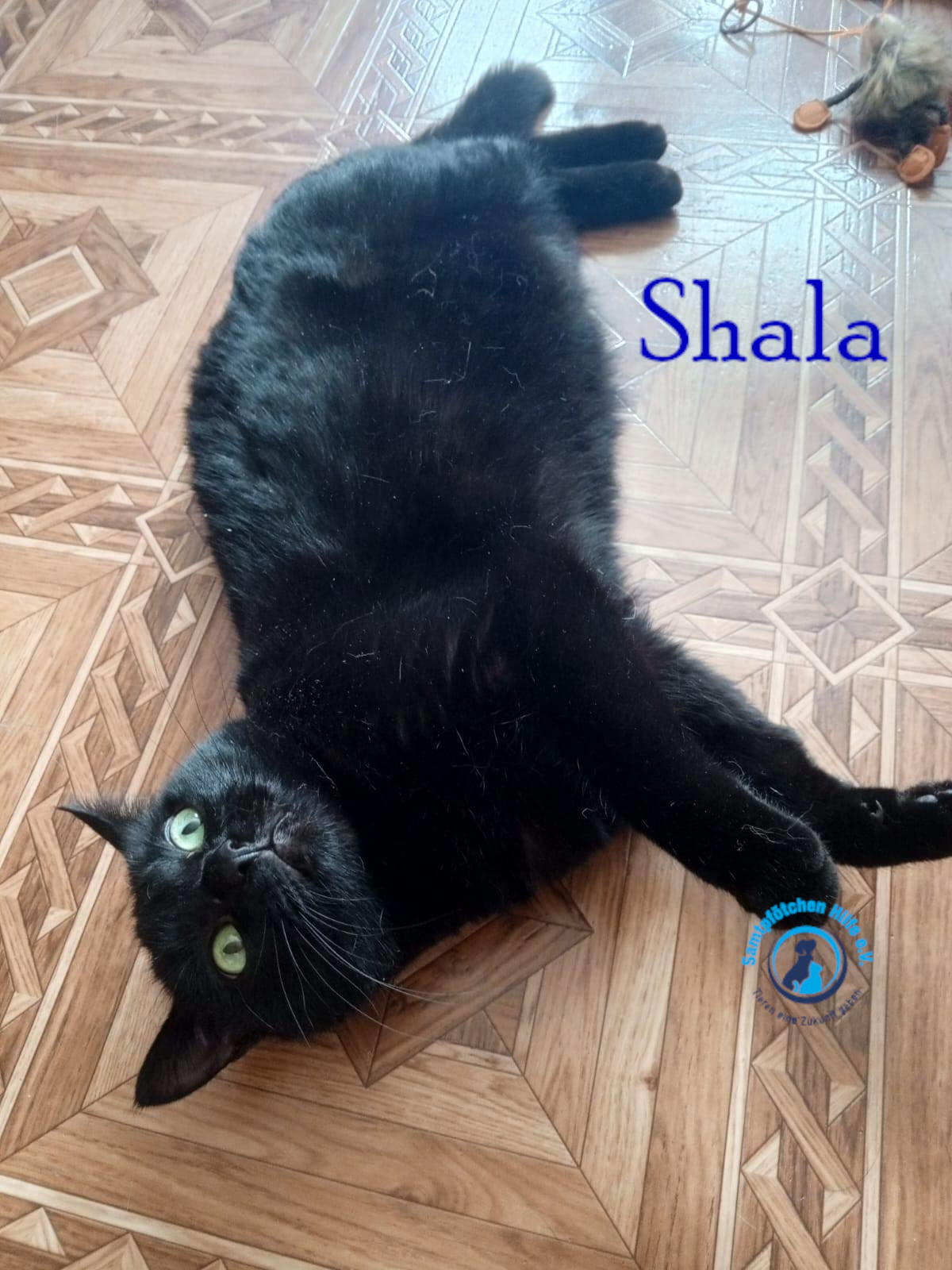 Nadezhda/Katzen/Shala/Shala102mN.jpg